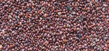 Marjoram Seeds